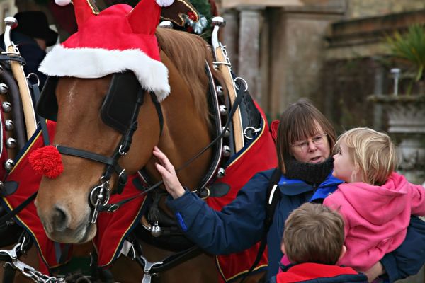 Reindeer, mother and child